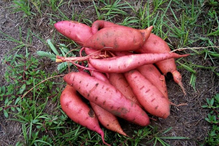 Le yam sauvage stimule les glandes surrénales produisant notamment la DHEA, la cortisone et les hormones sexuelles, améliorant ainsi l’humeur et l’énergie.